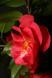 Camellia japonica 'Coccinea' RCP4-2013 235.JPG